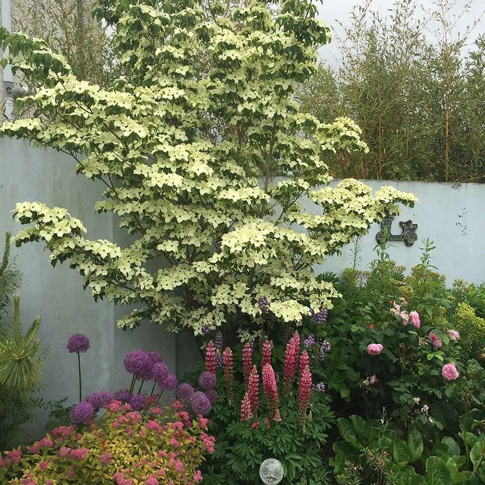 Corn Chinezesc Cornus Kouse Chinensis cu Flori Albe