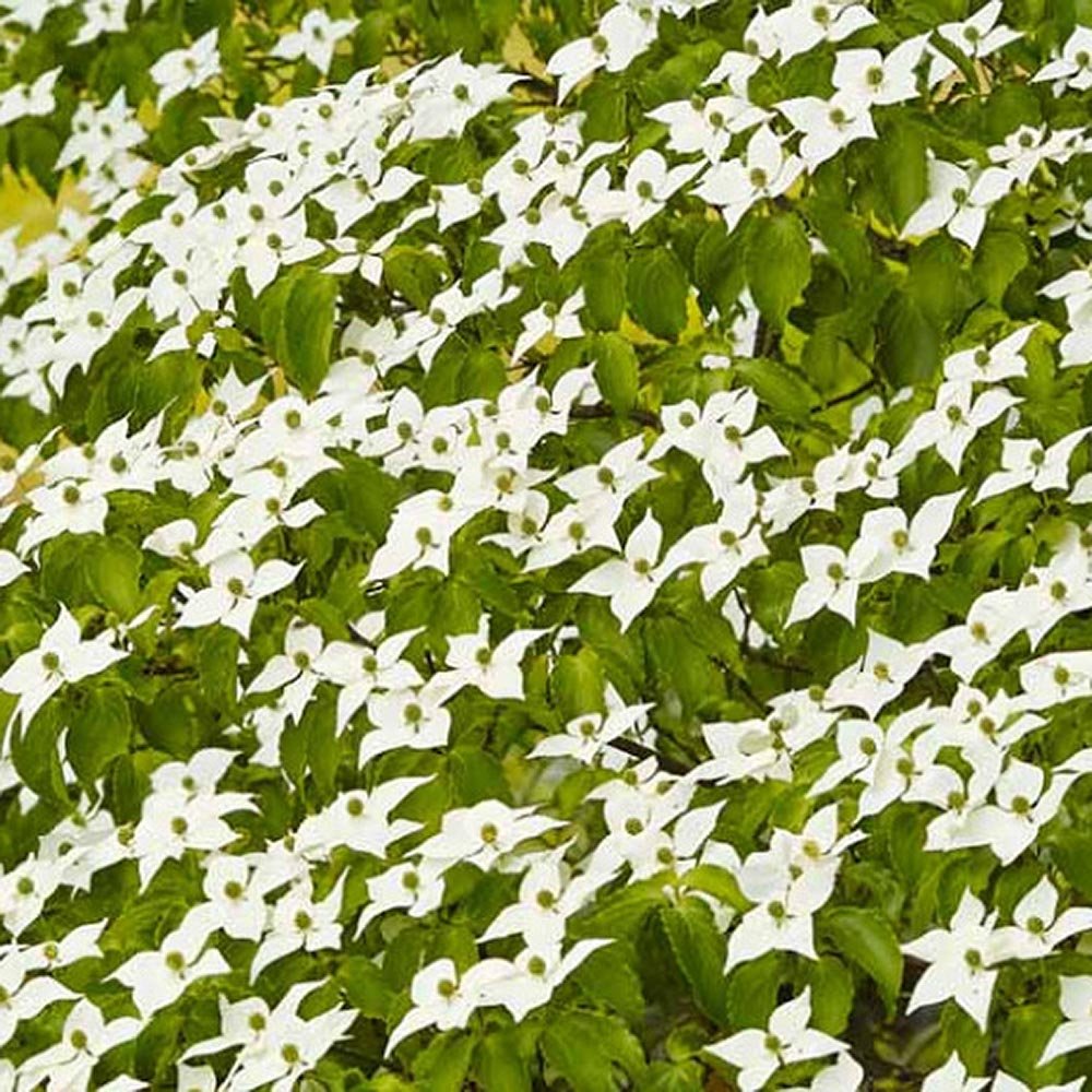 Corn Chinezesc Cornus Kouse Chinensis cu Flori Albe