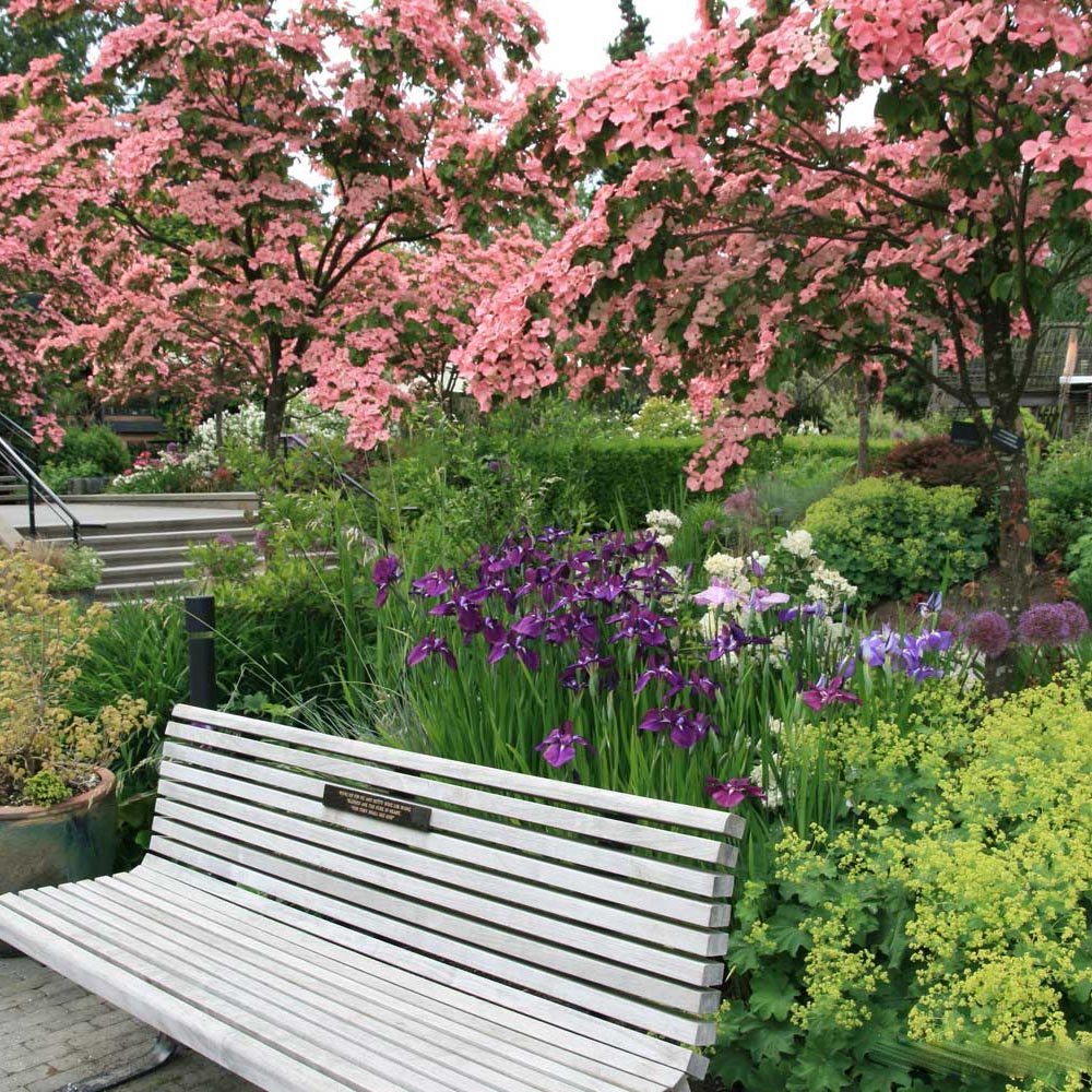 Corn Chinezesc Cornus Kouse Satomi cu Flori Roz