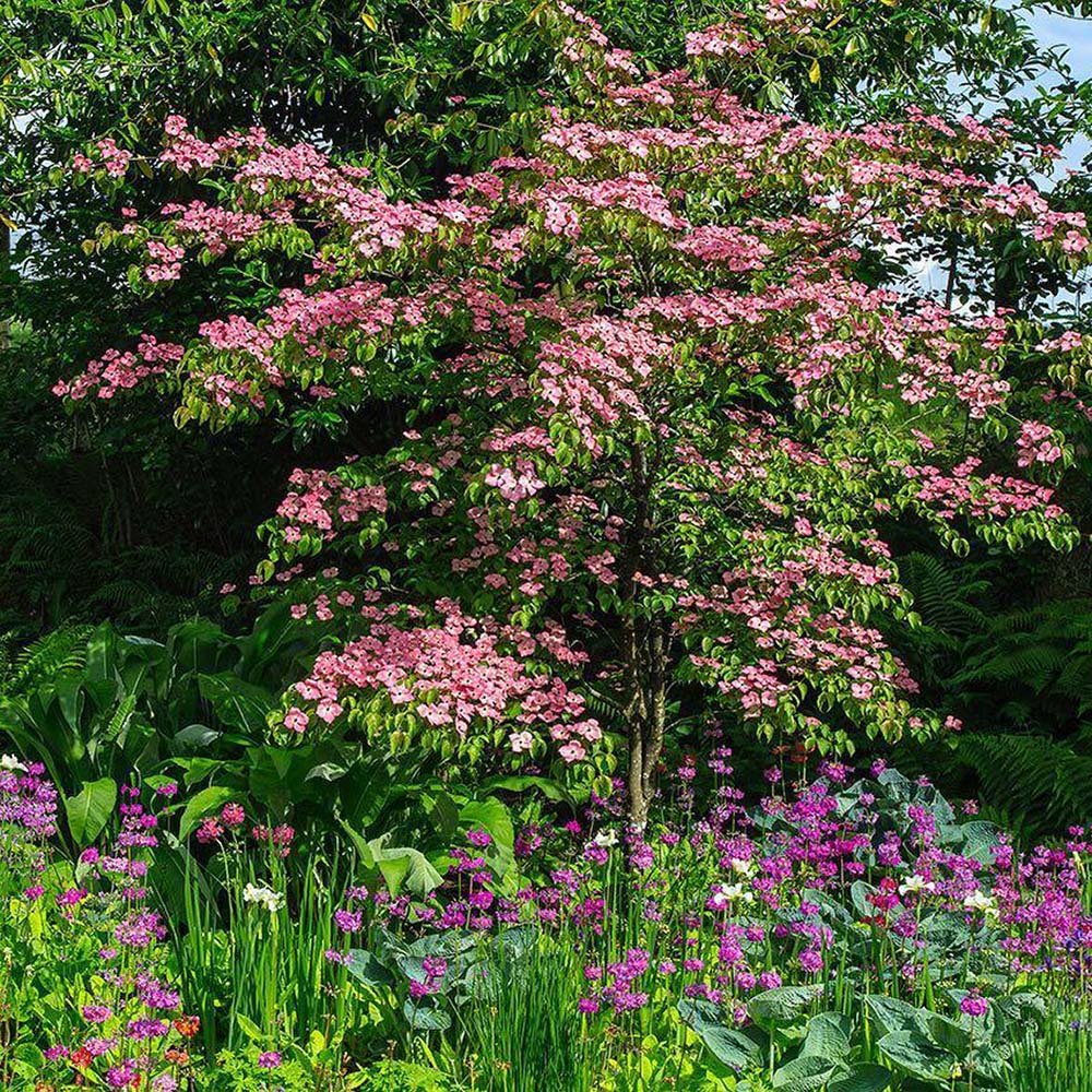 Corn Chinezesc Cornus Kouse Satomi cu Flori Roz