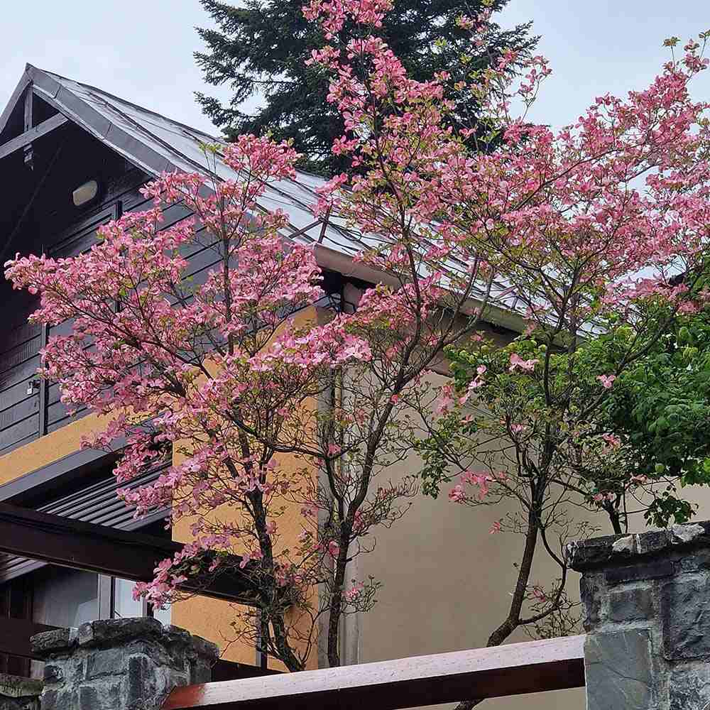 Corn Chinezesc Cornus Kouse Satomi cu Flori Roz