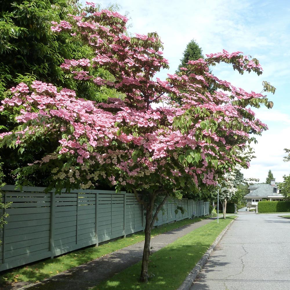 Corn Chinezesc Cornus Kouse Satomi cu Flori Roz