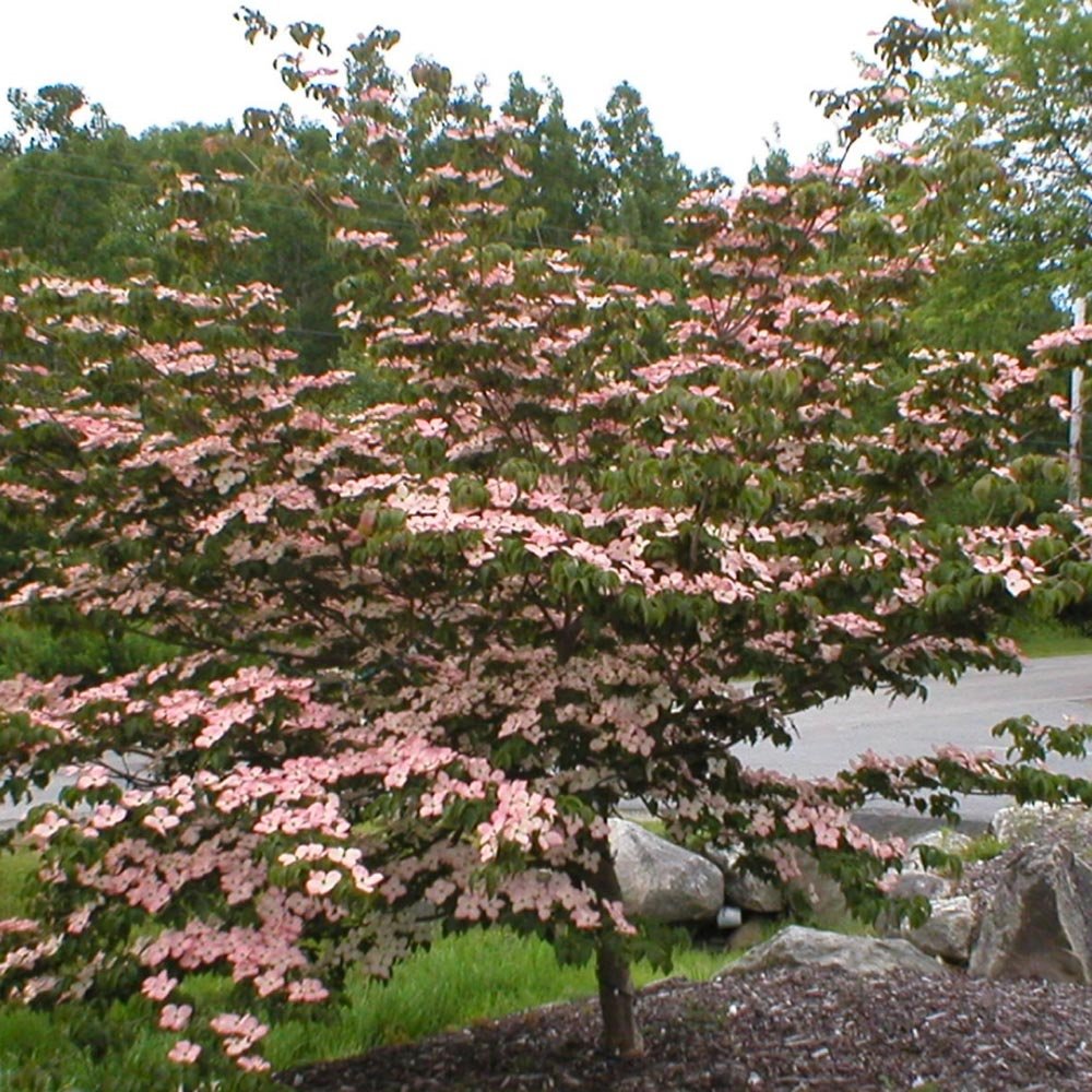 Corn Chinezesc Cornus Kouse Satomi cu Flori Roz