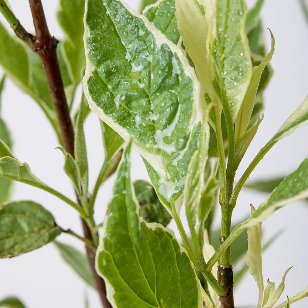 Cornus Alba Argenteomarginata