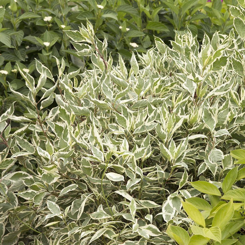 Cornus Alba Elegantissima, gard viu cu frunzis alb-cremos