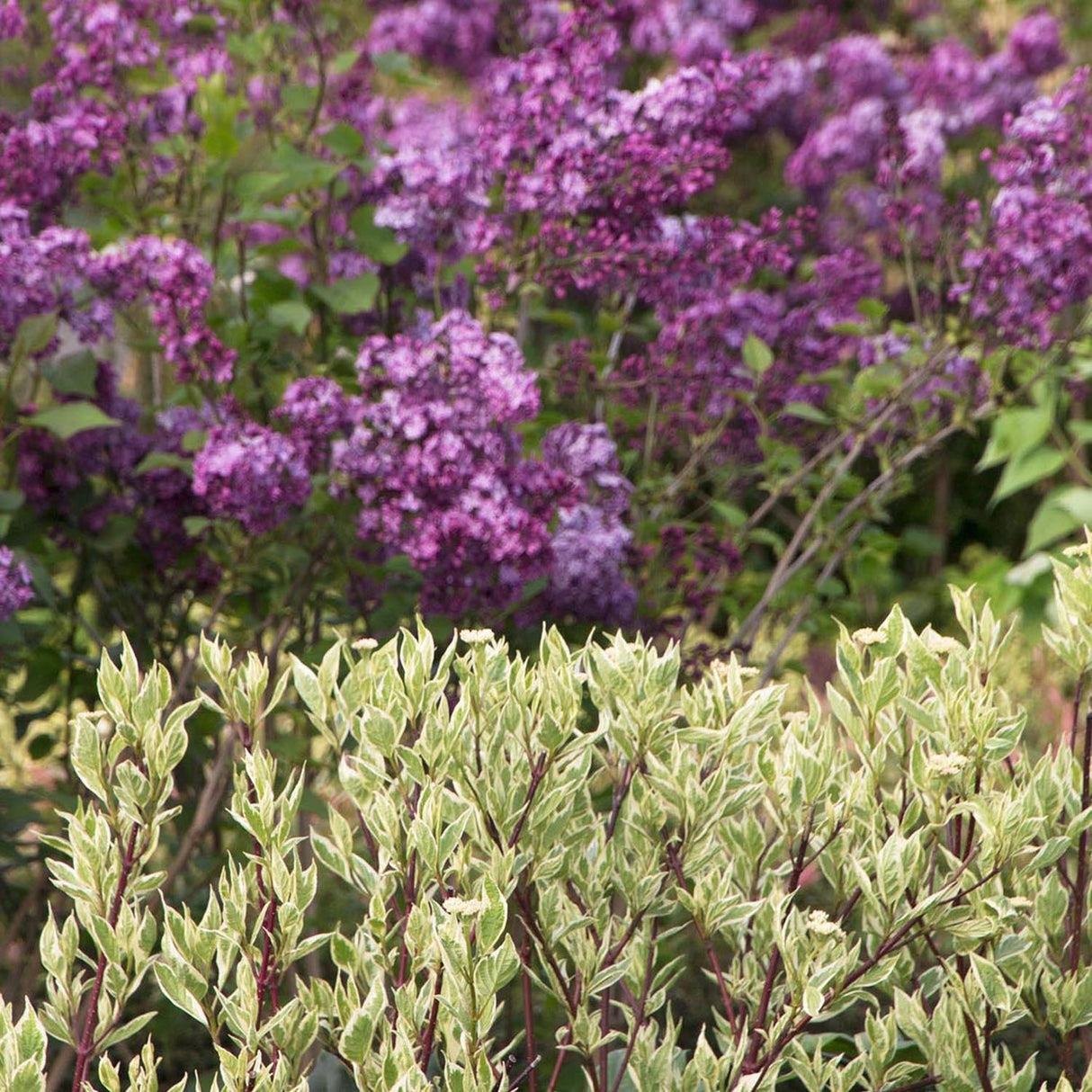Cornus Alba Elegantissima, gard viu cu frunzis alb-cremos