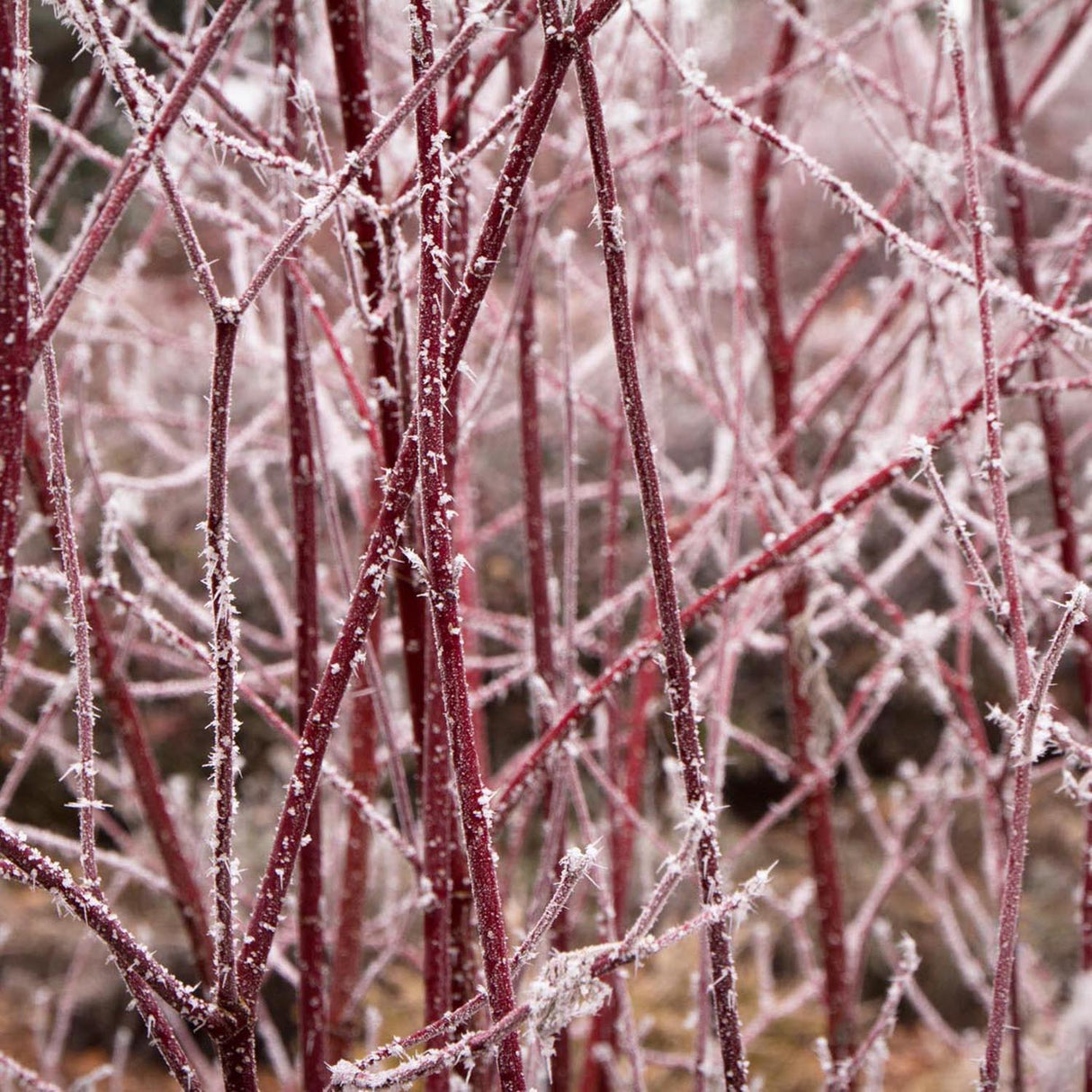 Cornus Alba Elegantissima, gard viu cu frunzis alb-cremos
