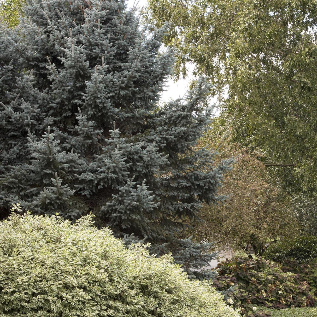 Cornus Alba Elegantissima, gard viu cu frunzis alb-cremos