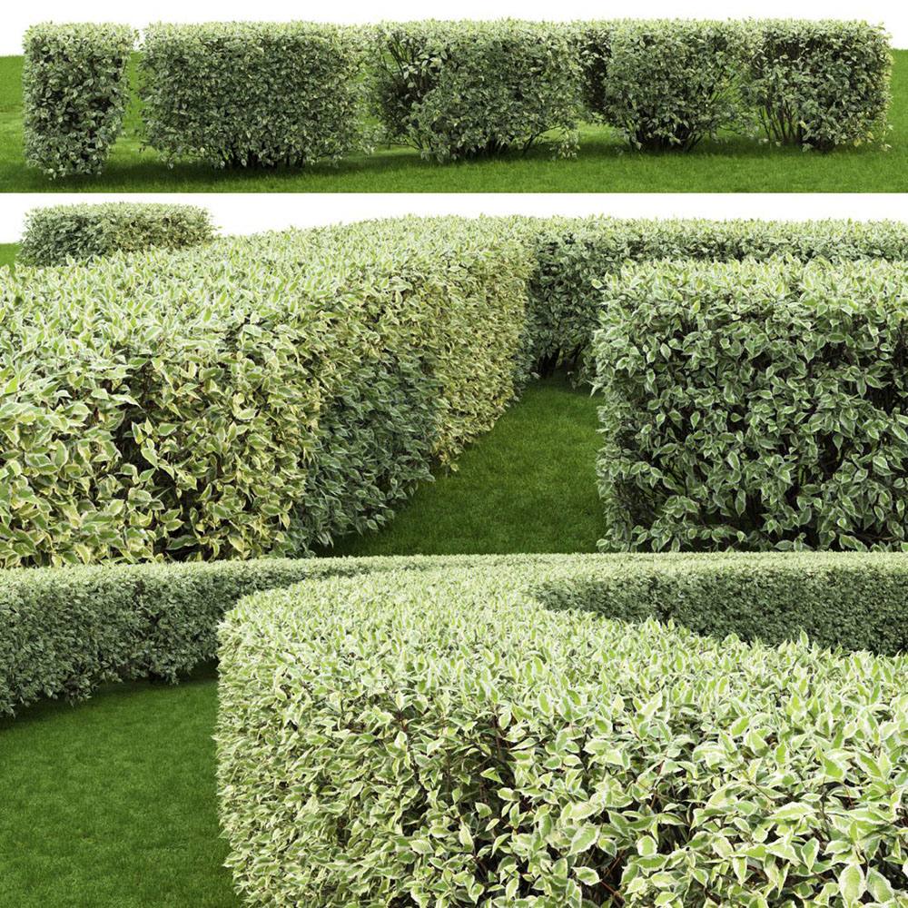 Cornus Alba Elegantissima, gard viu cu frunzis alb-cremos