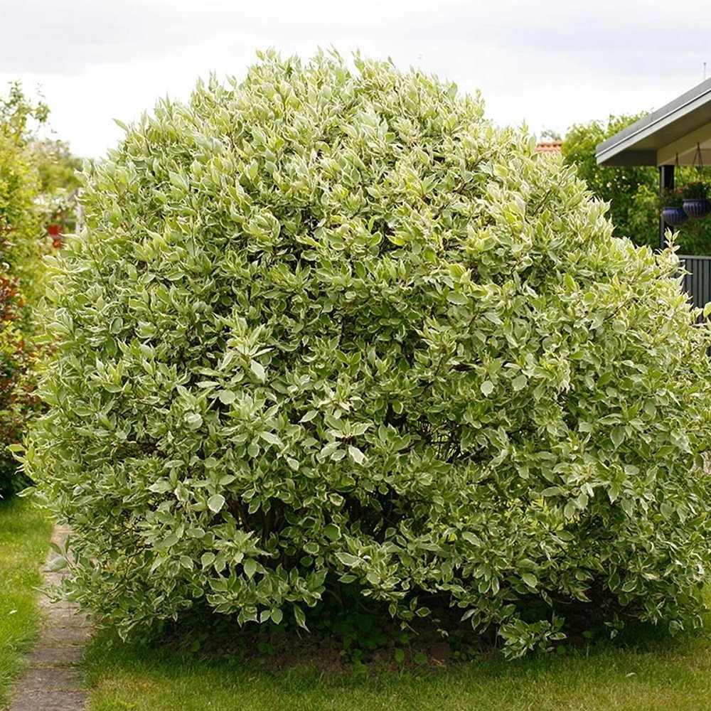 Cornus Alba Elegantissima, gard viu cu frunzis alb-cremos