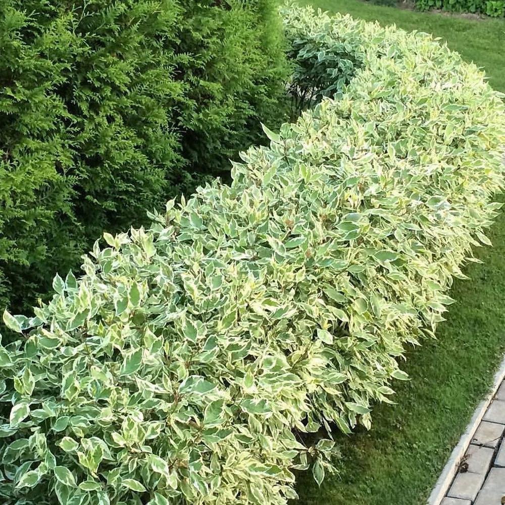 Cornus Alba Elegantissima, gard viu cu frunzis alb-cremos