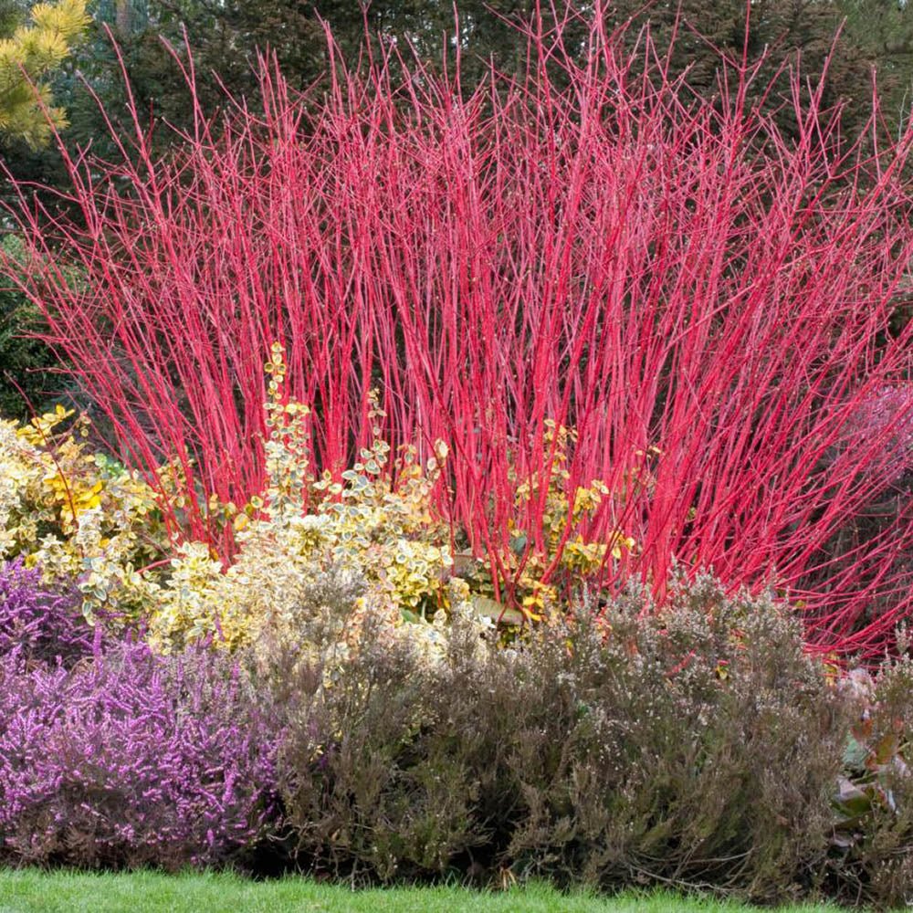 Cornus Alba Elegantissima, gard viu cu frunzis alb-cremos
