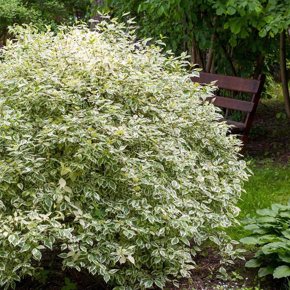 Cornus Alba Elegantissima, gard viu cu frunzis alb-cremos
