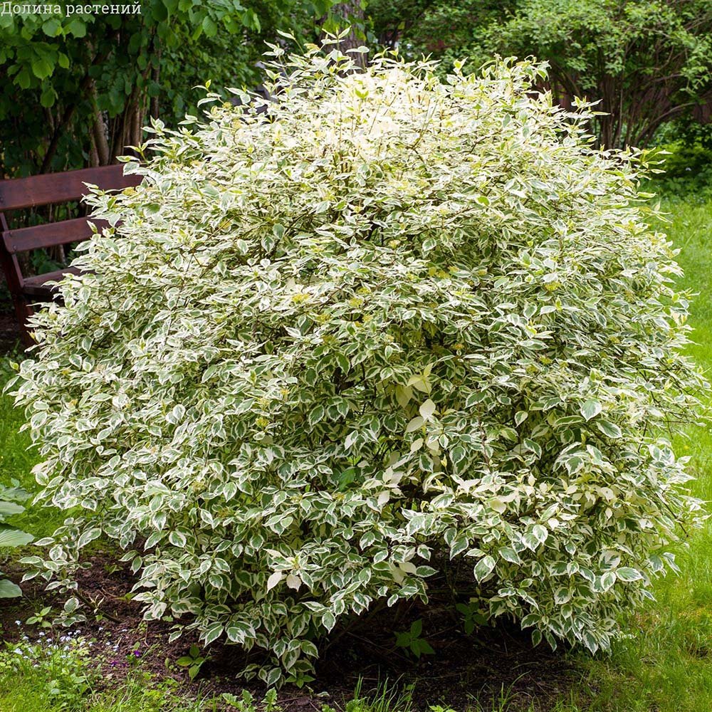 Cornus Alba Elegantissima, gard viu cu frunzis alb-cremos
