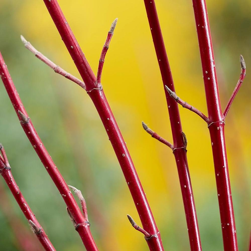 Cornus Alba Miracle, cu frunze roz-verde