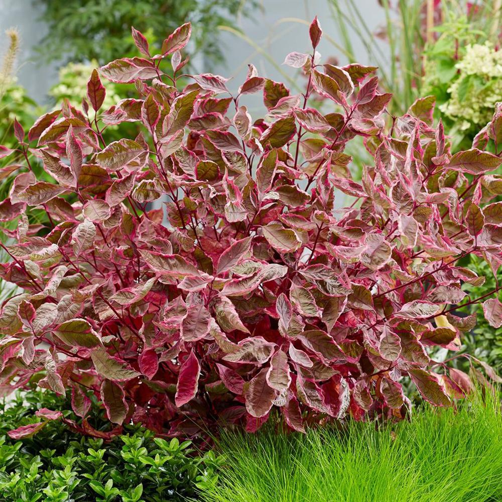 Cornus Alba Miracle, cu frunze roz-verde