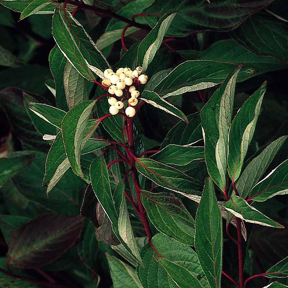 Cornus Alba Sibirca