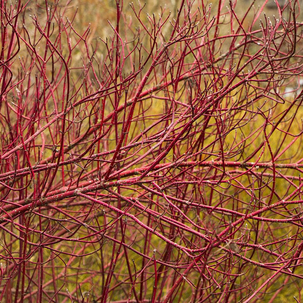 Cornus Alba Sibirca