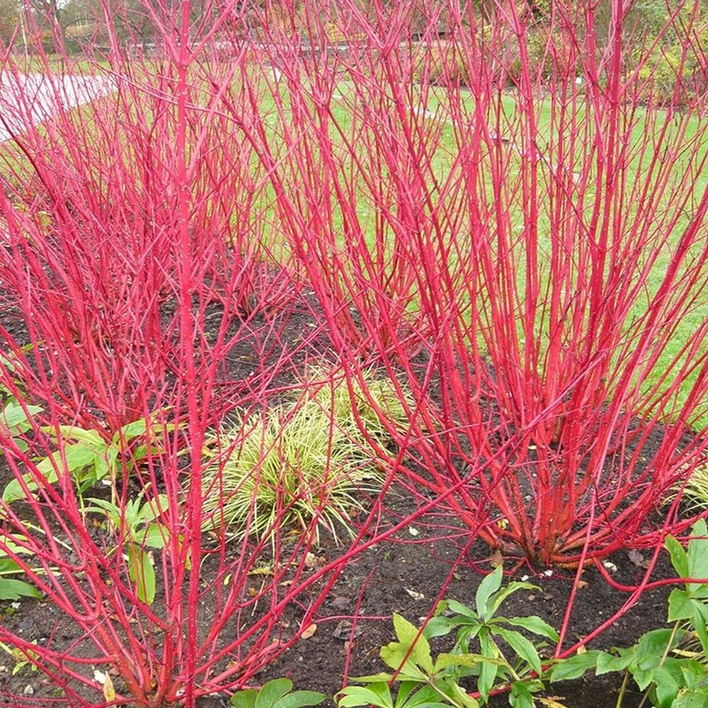 Cornus Alba Sibirca