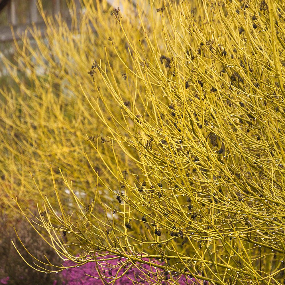 Cornus Flaviramea