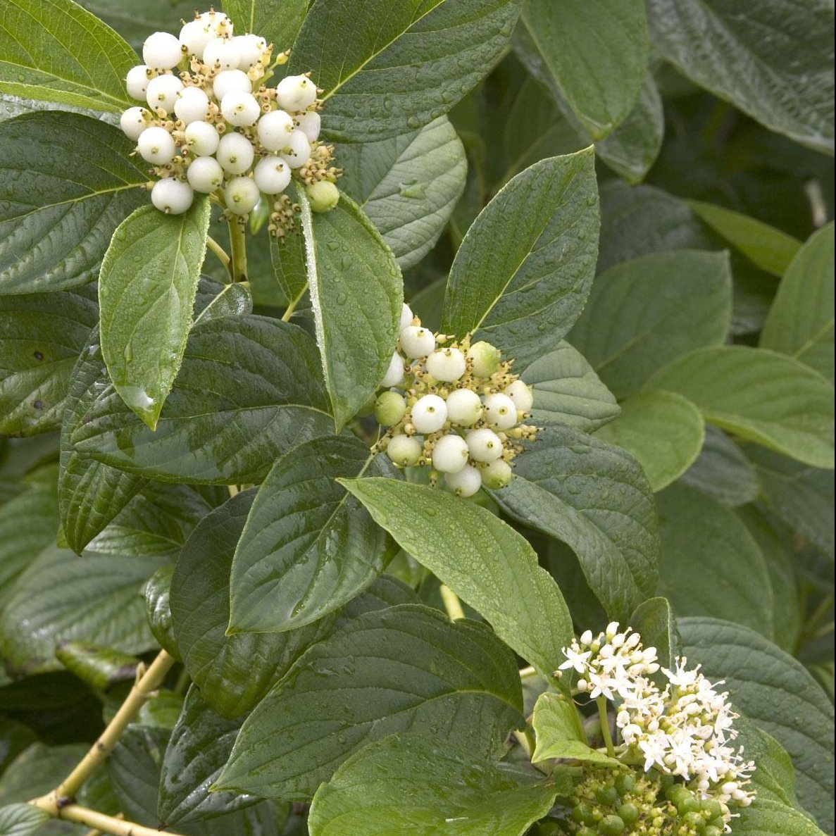 Cornus Flaviramea