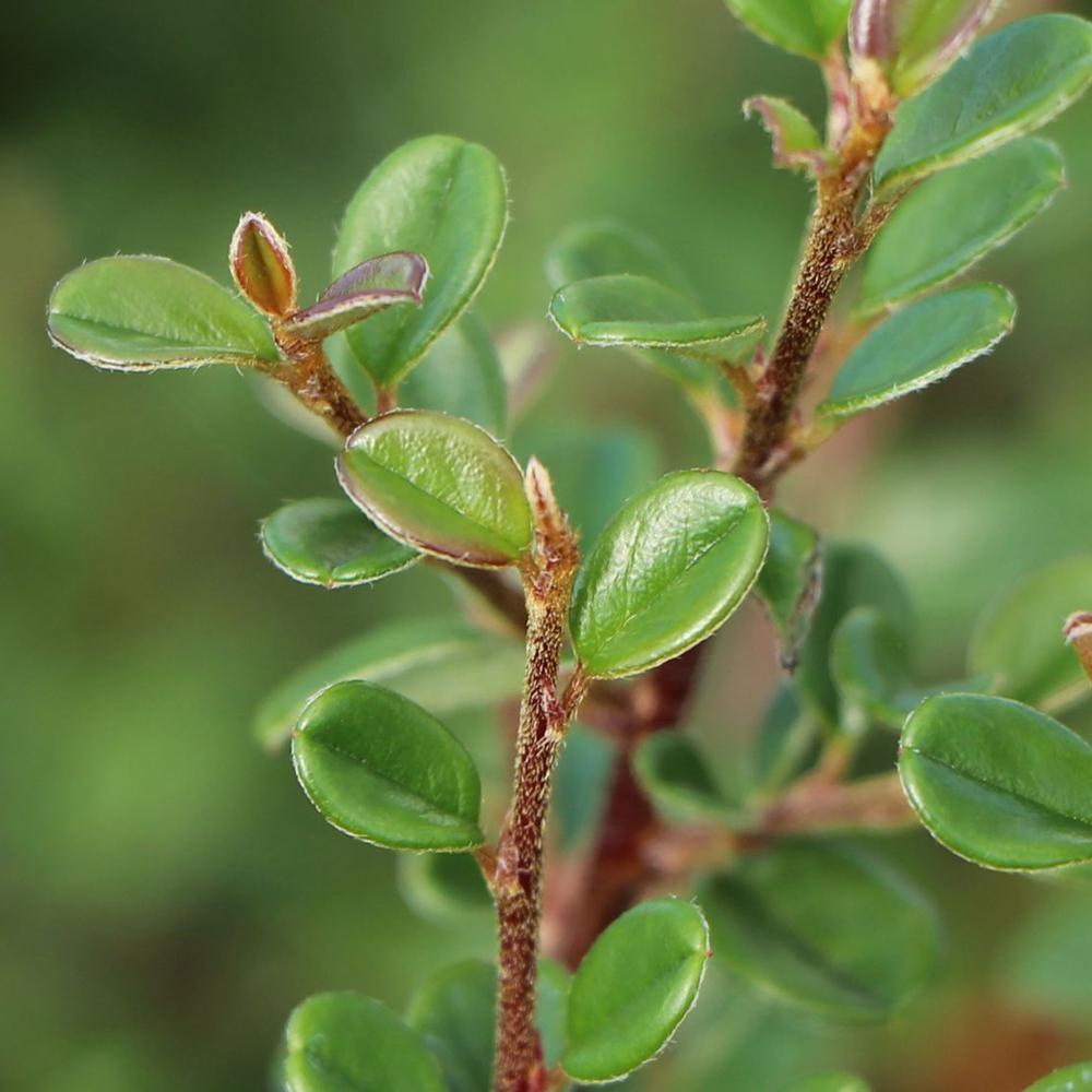 Cotoneaster Cochleatus