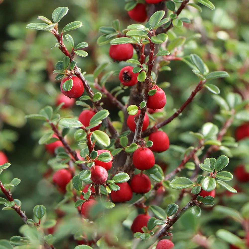Cotoneaster Cochleatus