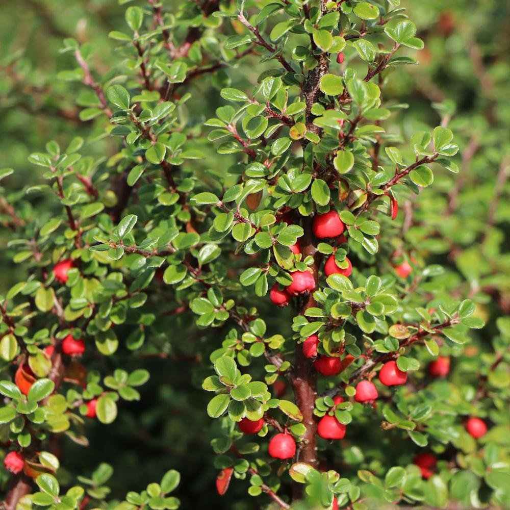 Cotoneaster Cochleatus