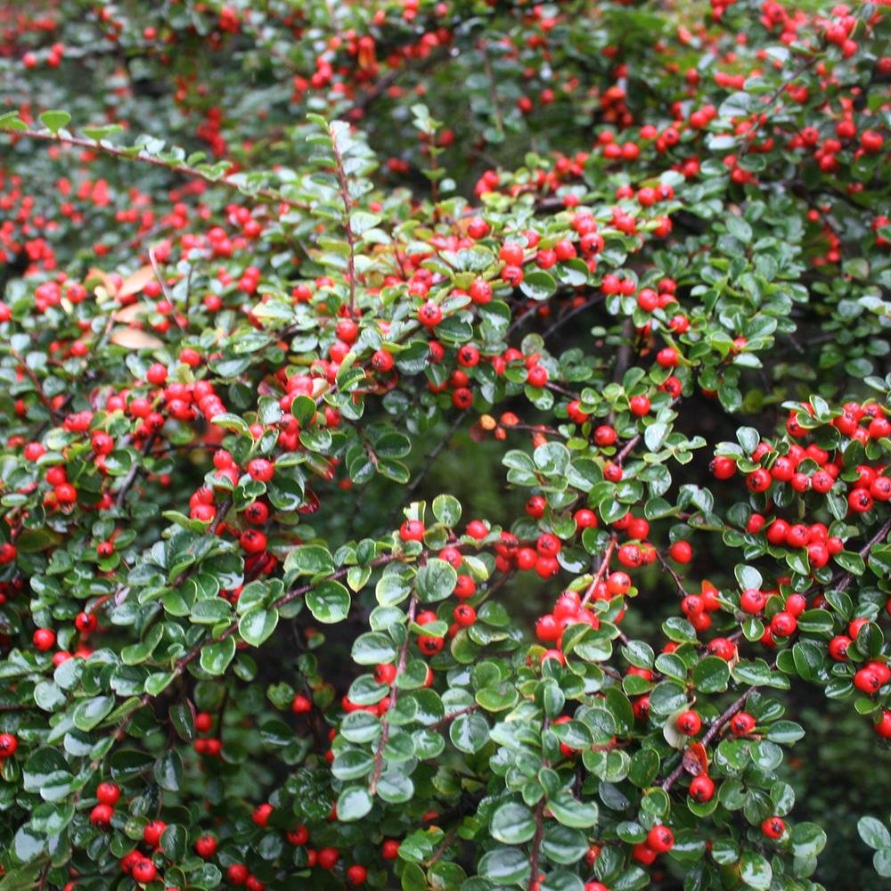 Cotoneaster Dammeri