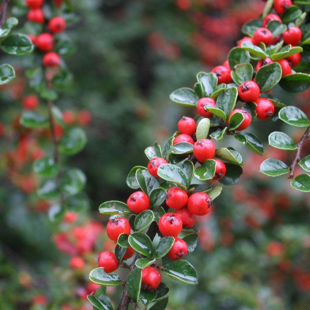 Cotoneaster Dammeri