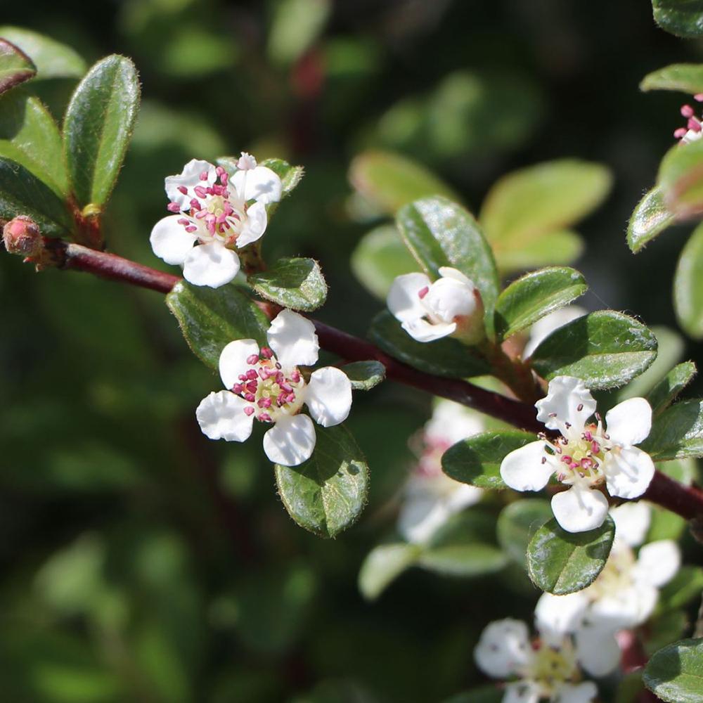 Cotoneaster Frieders Evergreen