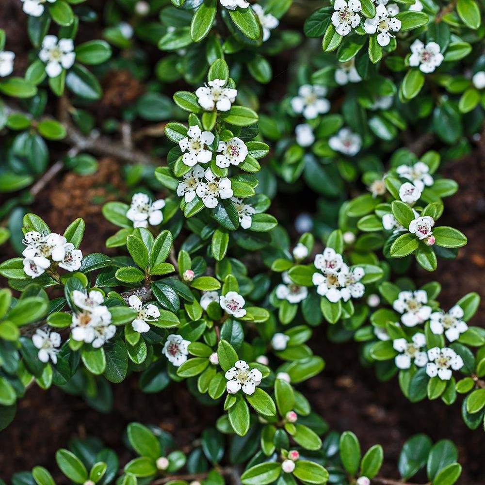 Cotoneaster Frieders Evergreen