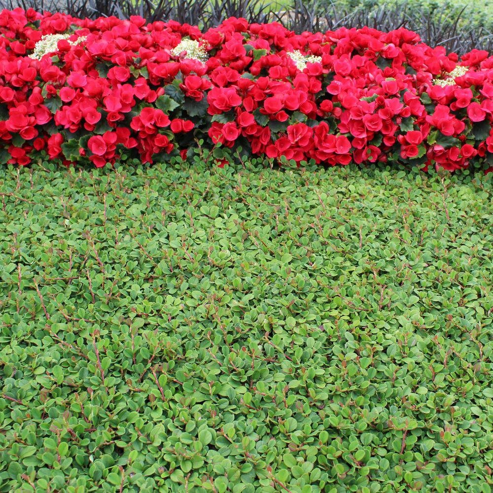 Cotoneaster Frieders Evergreen