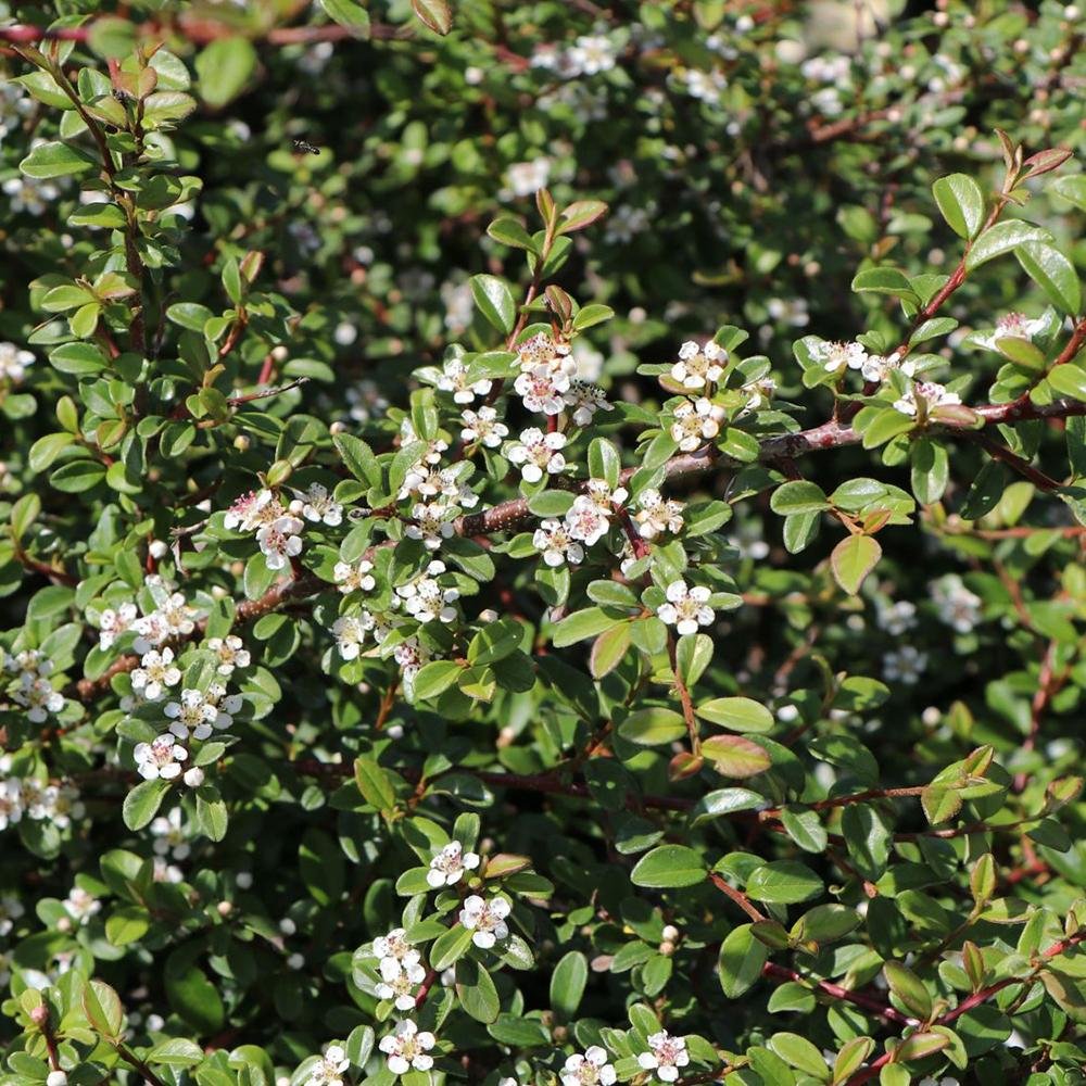Cotoneaster Frieders Evergreen