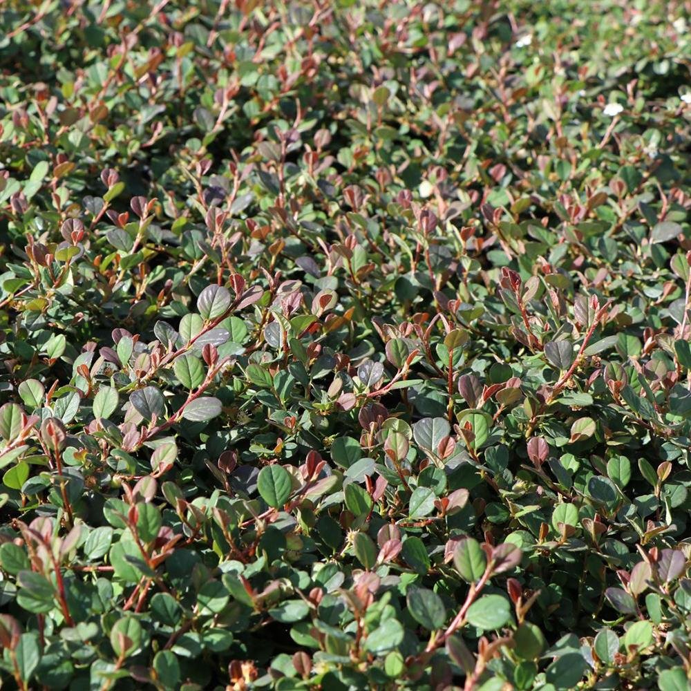 Cotoneaster Frieders Evergreen
