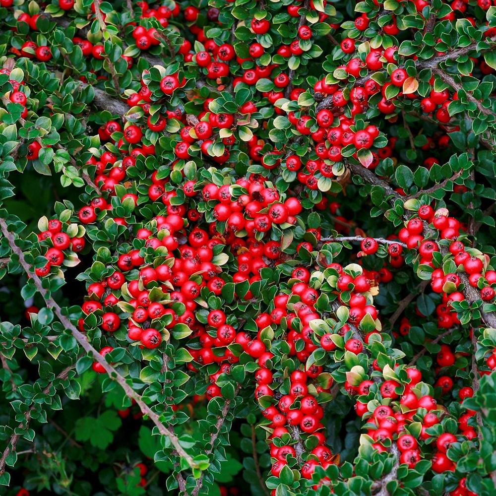 Cotoneaster Horizontalis
