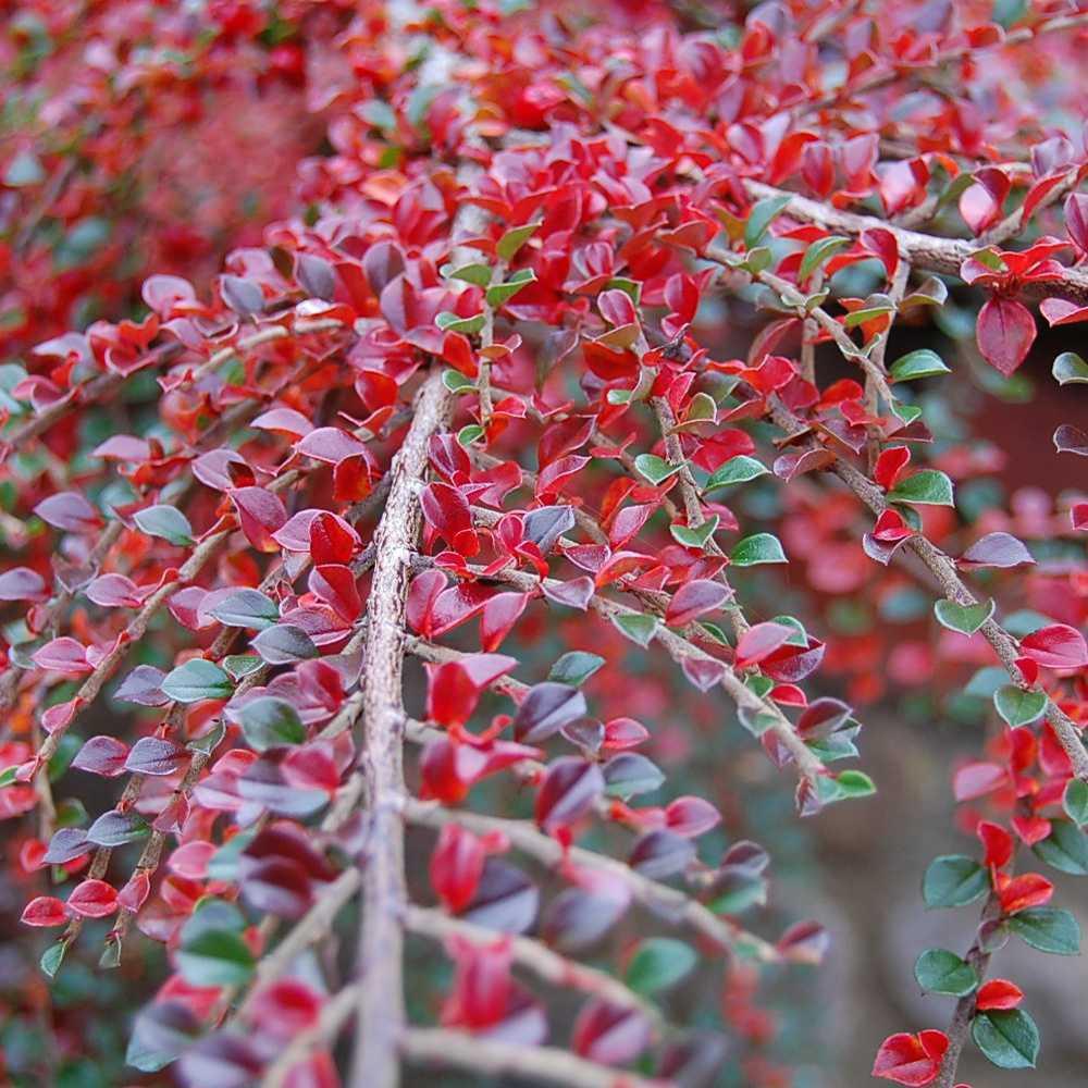 Cotoneaster Horizontalis
