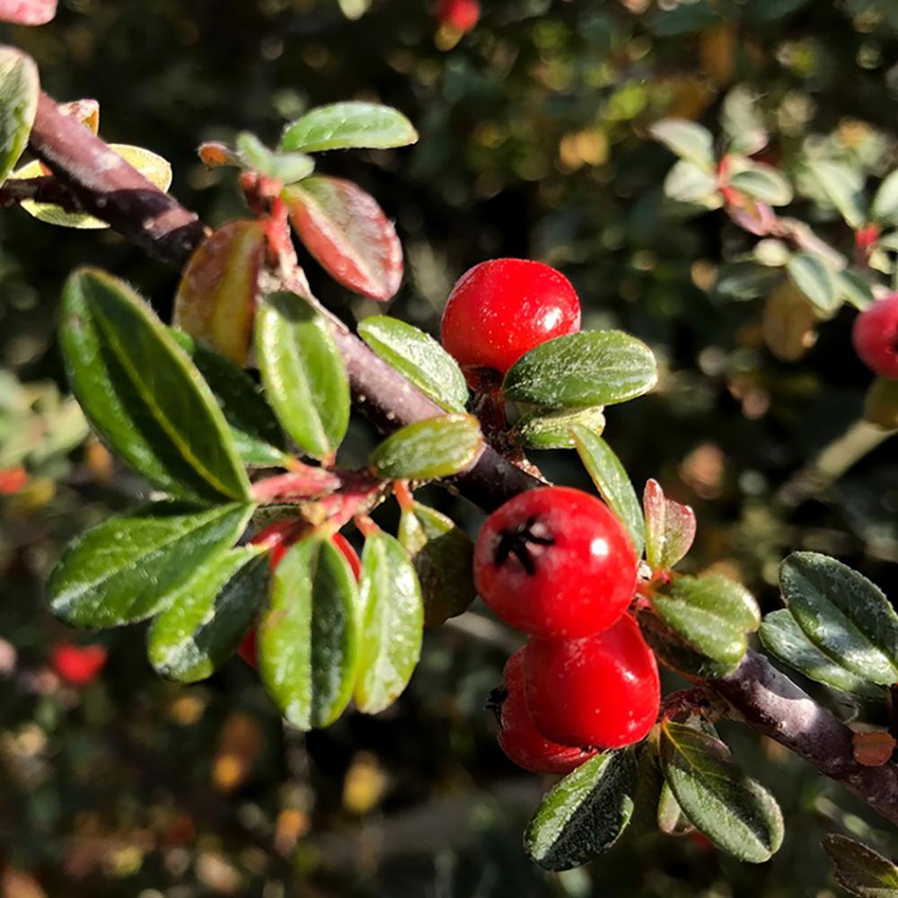 Cotoneaster Horizontalis Eichholz