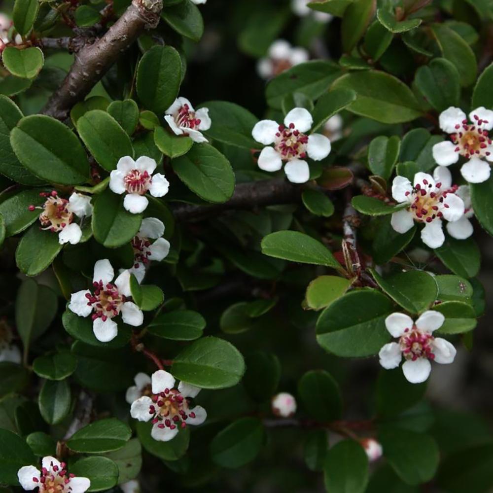 Cotoneaster Horizontalis Eichholz