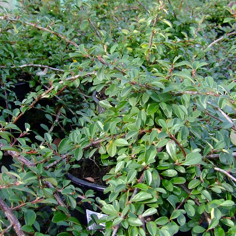 Cotoneaster Horizontalis Eichholz