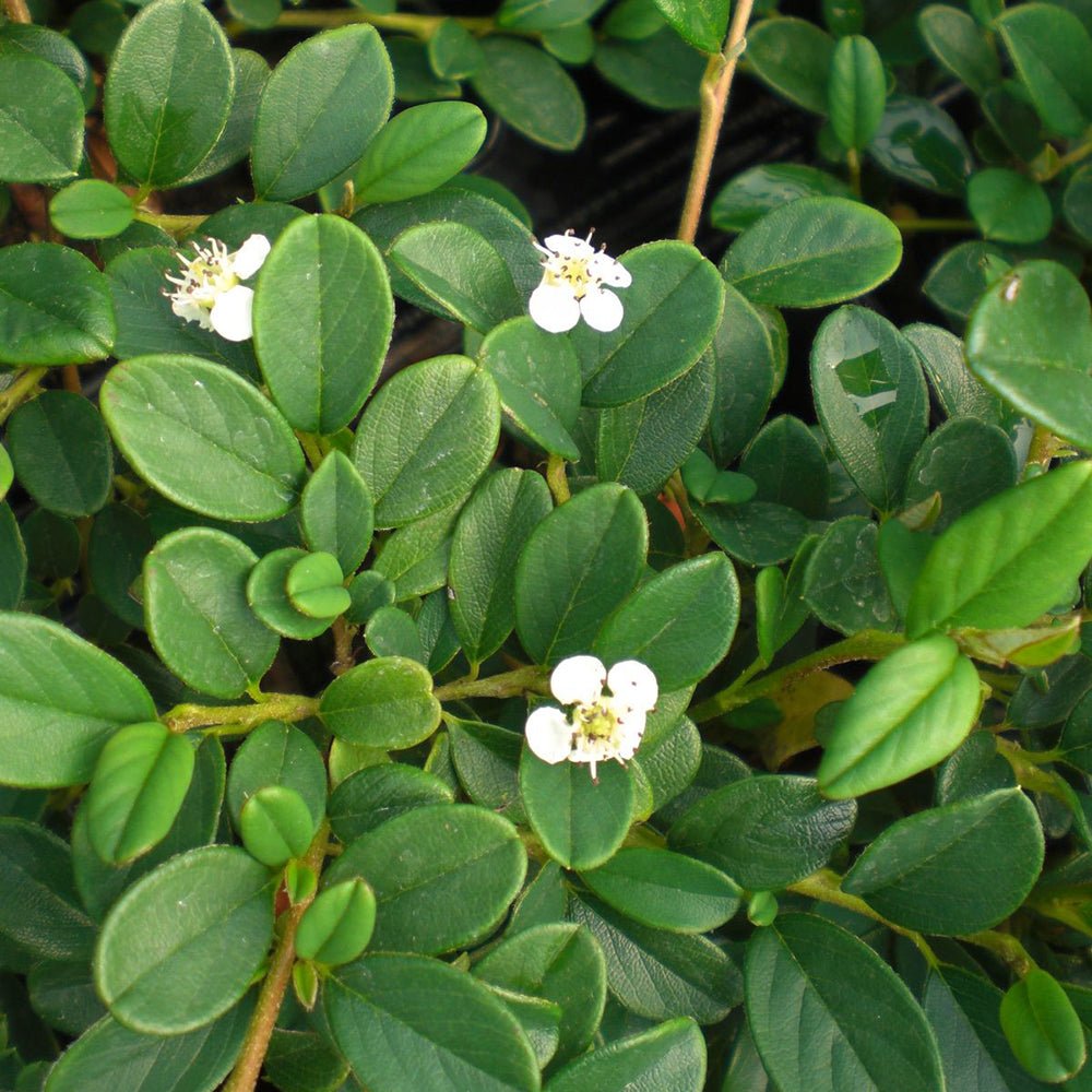 Cotoneaster horizontalis Tarator Major, cu bobite rosii