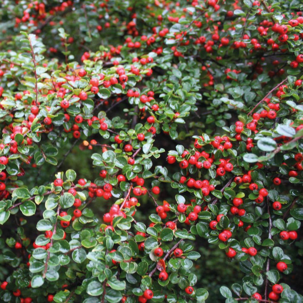 Cotoneaster horizontalis Tarator Major, cu bobite rosii