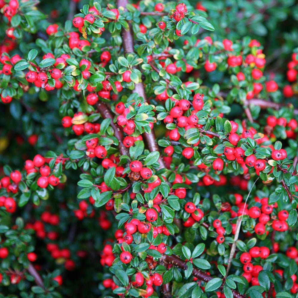 Cotoneaster horizontalis Tarator Major, cu bobite rosii