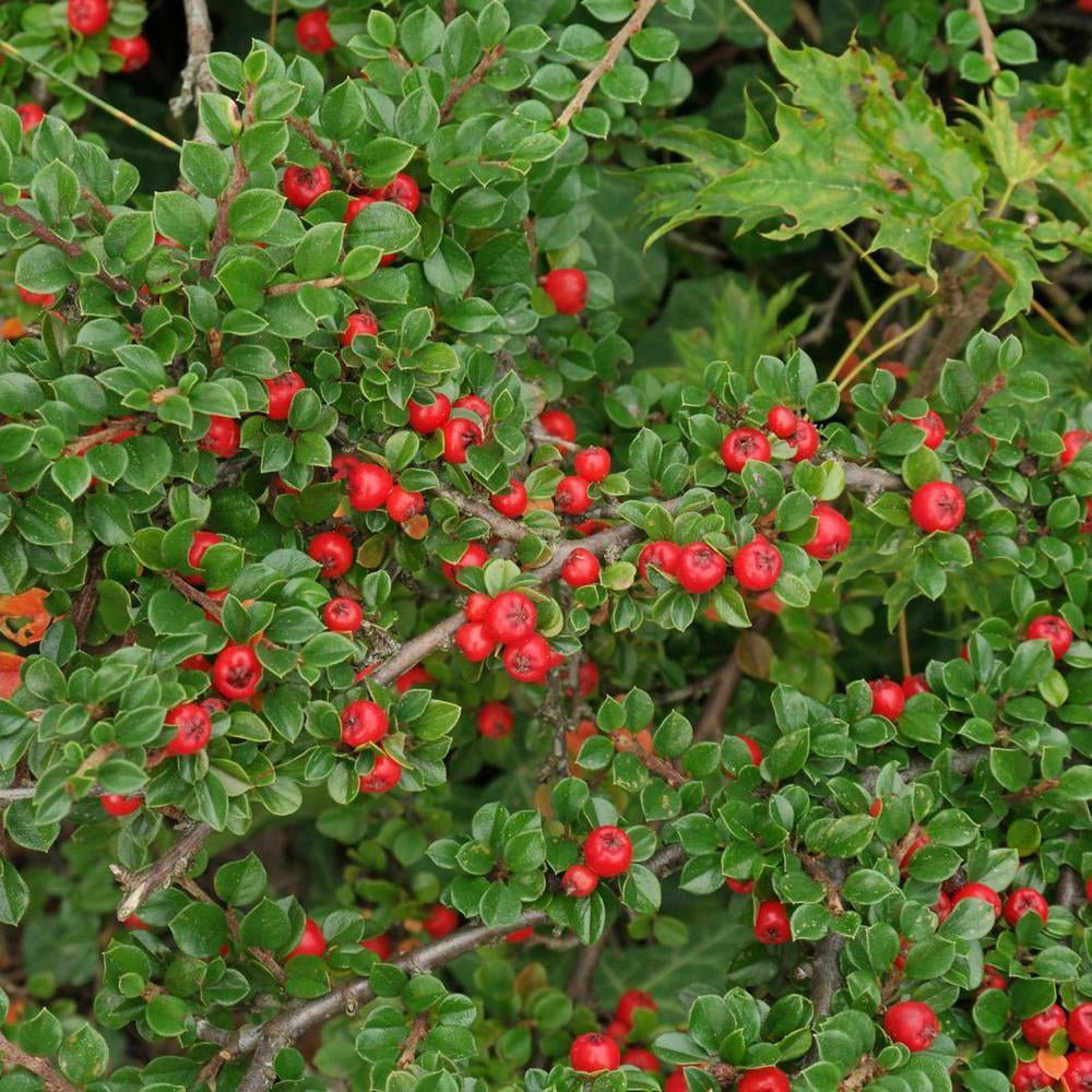 Cotoneaster horizontalis Tarator Major, cu bobite rosii