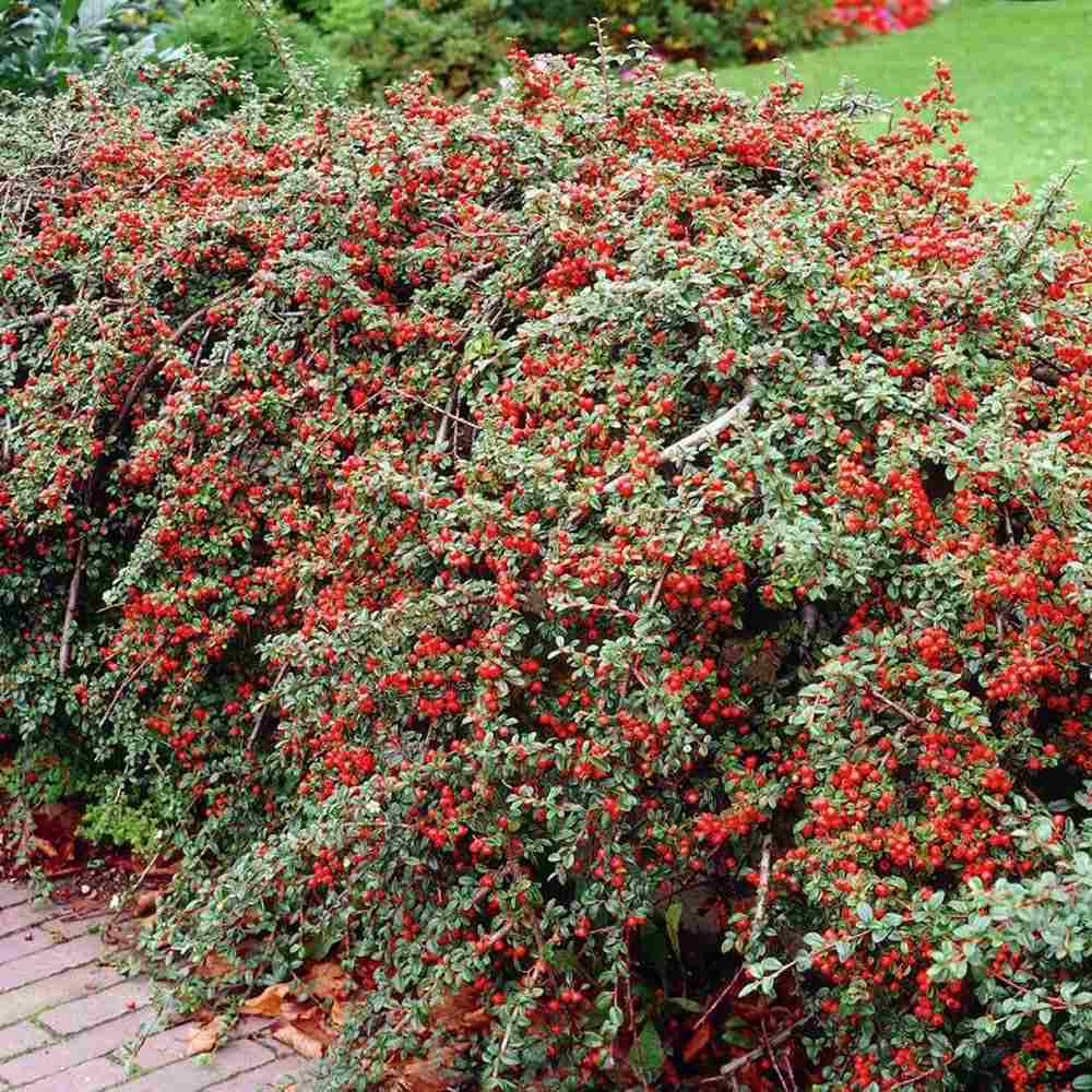 Cotoneaster horizontalis Tarator Major, cu bobite rosii