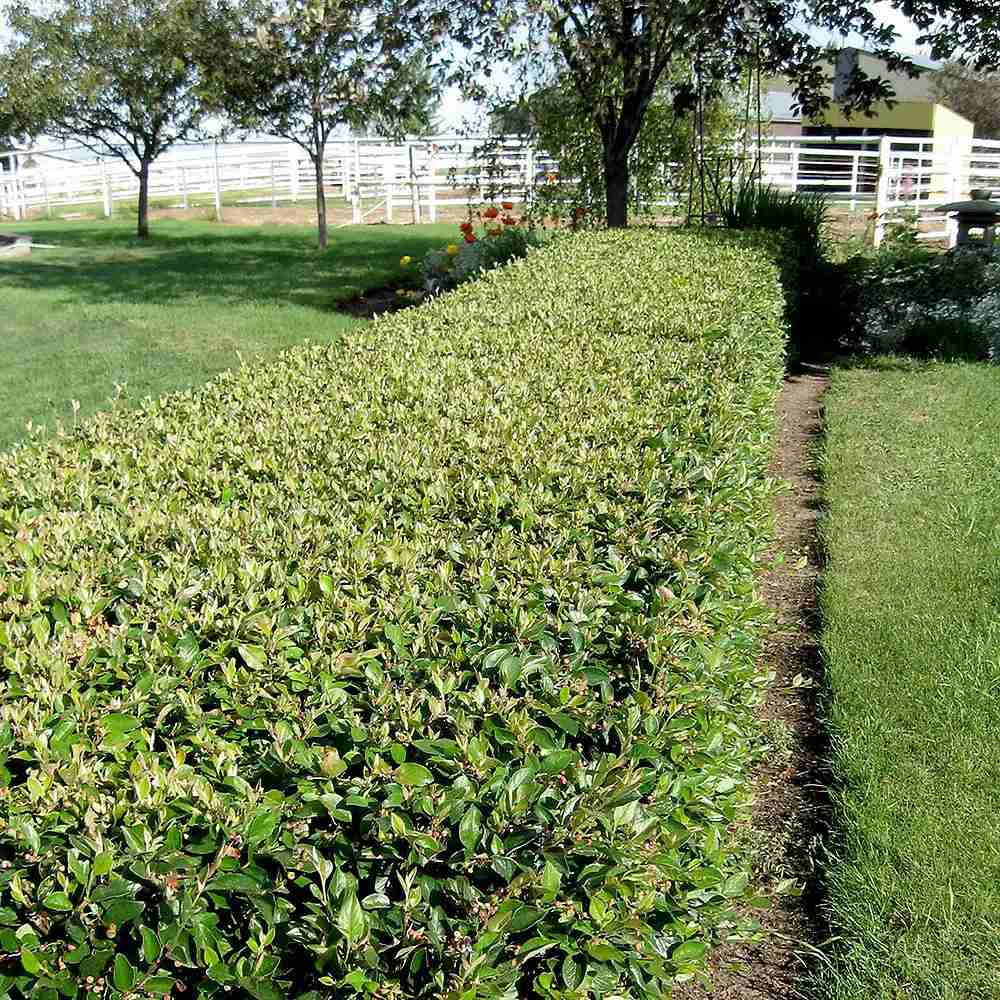 Cotoneaster horizontalis Tarator Major, cu bobite rosii