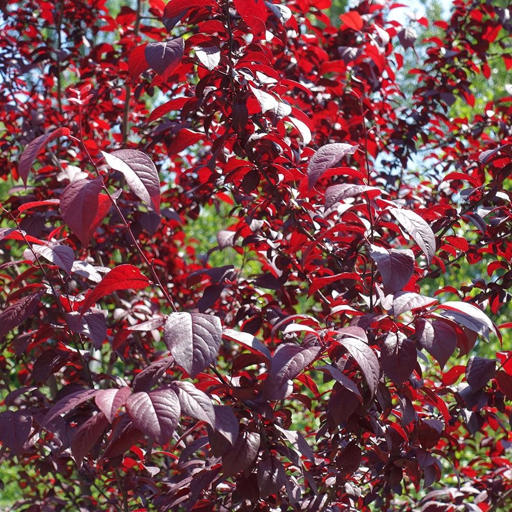 Cires Japonez roz Ruby, cu flori roz-rubiniu