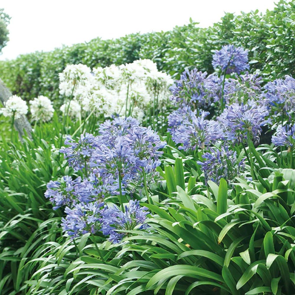 Crin African Agapanthus Blue Triumphirator