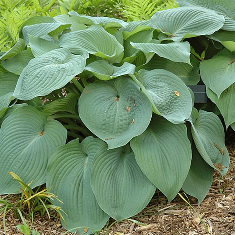 Crin de Toamna albastru (Hosta) Big Daddy