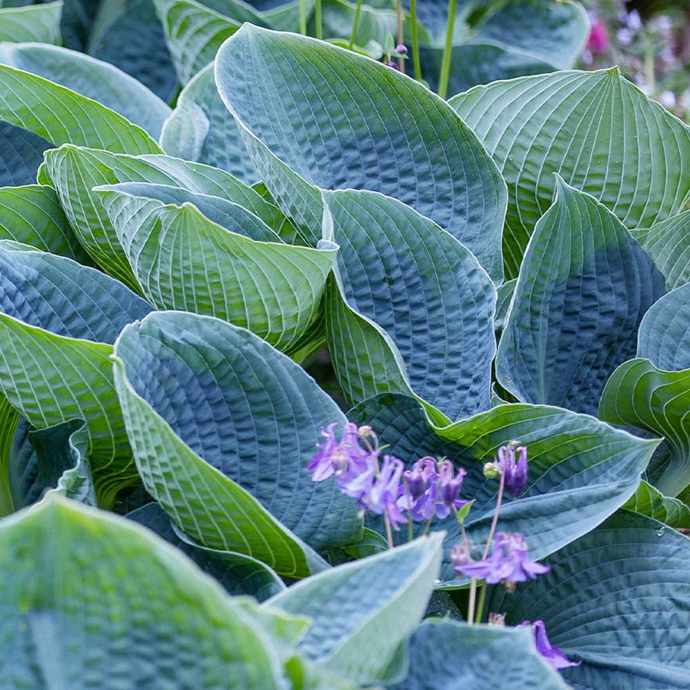 Crin de Toamna albastru (Hosta) Big Daddy